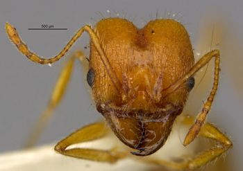 Media type: image;   Entomology 35626 Aspect: head frontal view